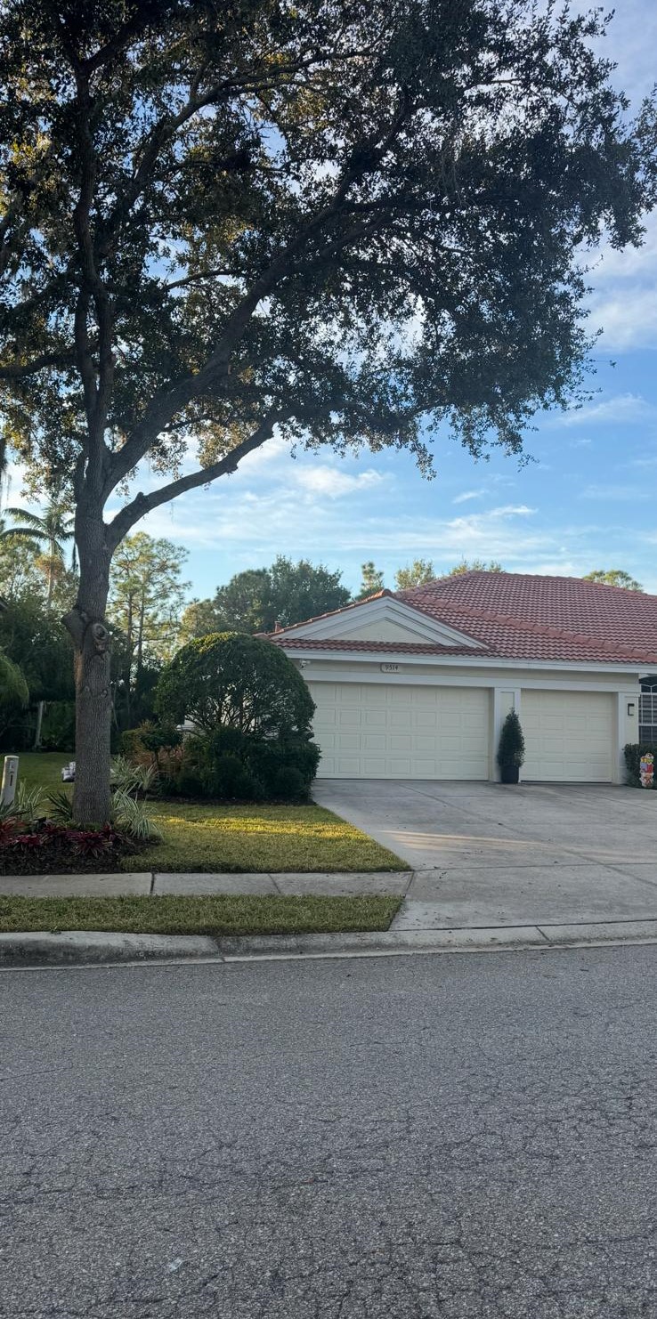 After - Tree Trimming