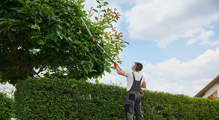 Professional team trimming a tall tree